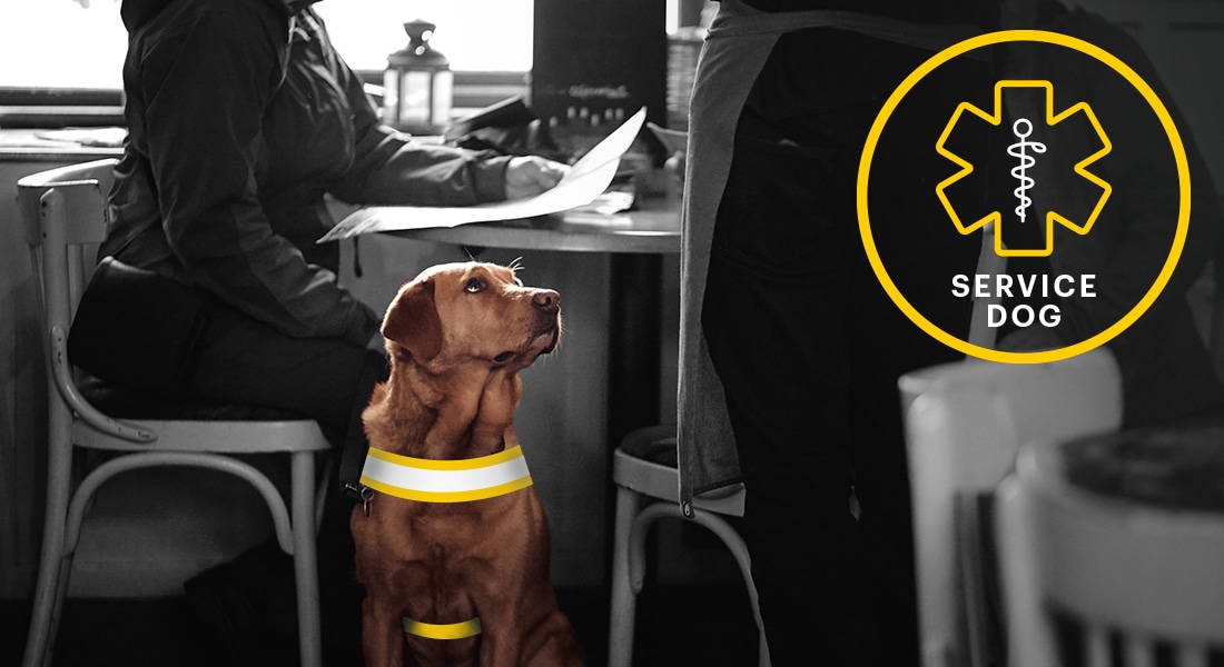 Are Assistance Dogs Allowed In Restaurants